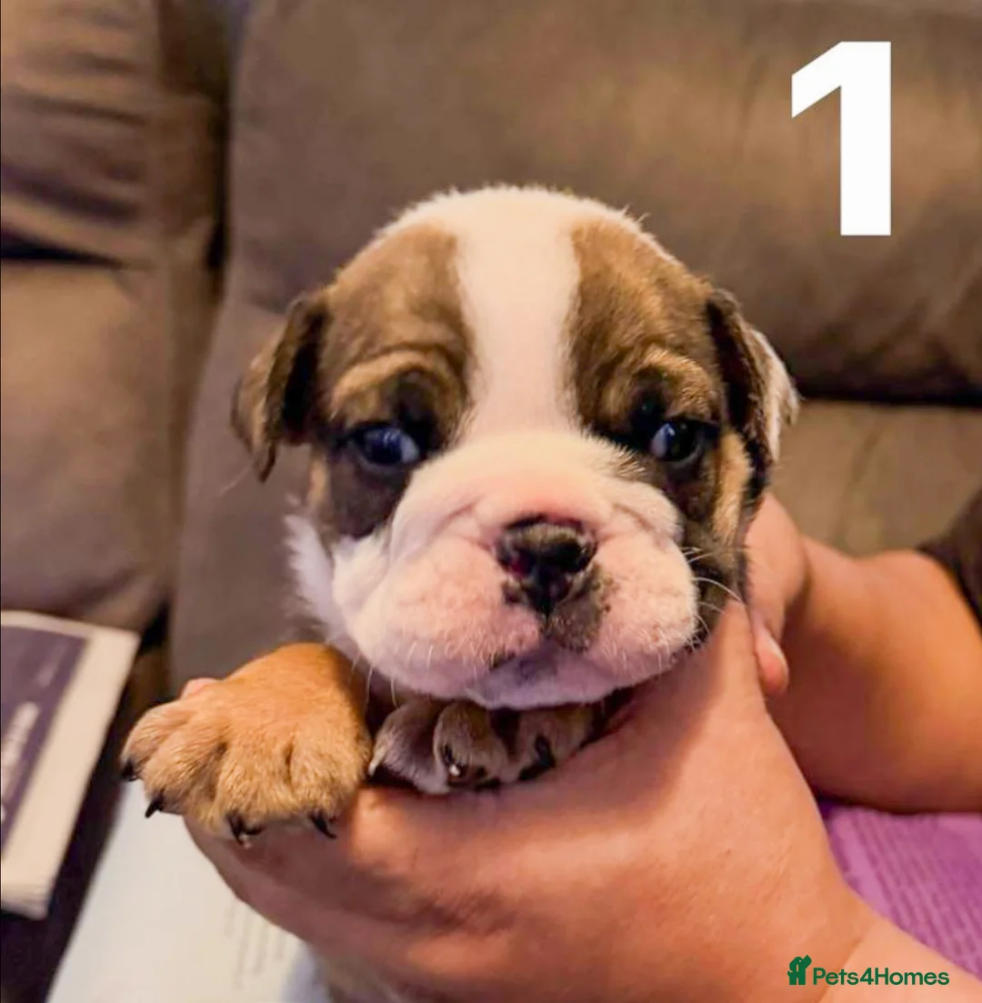 English Bulldog dogs for sale: English Bulldog puppies in Southsea - Advert 6