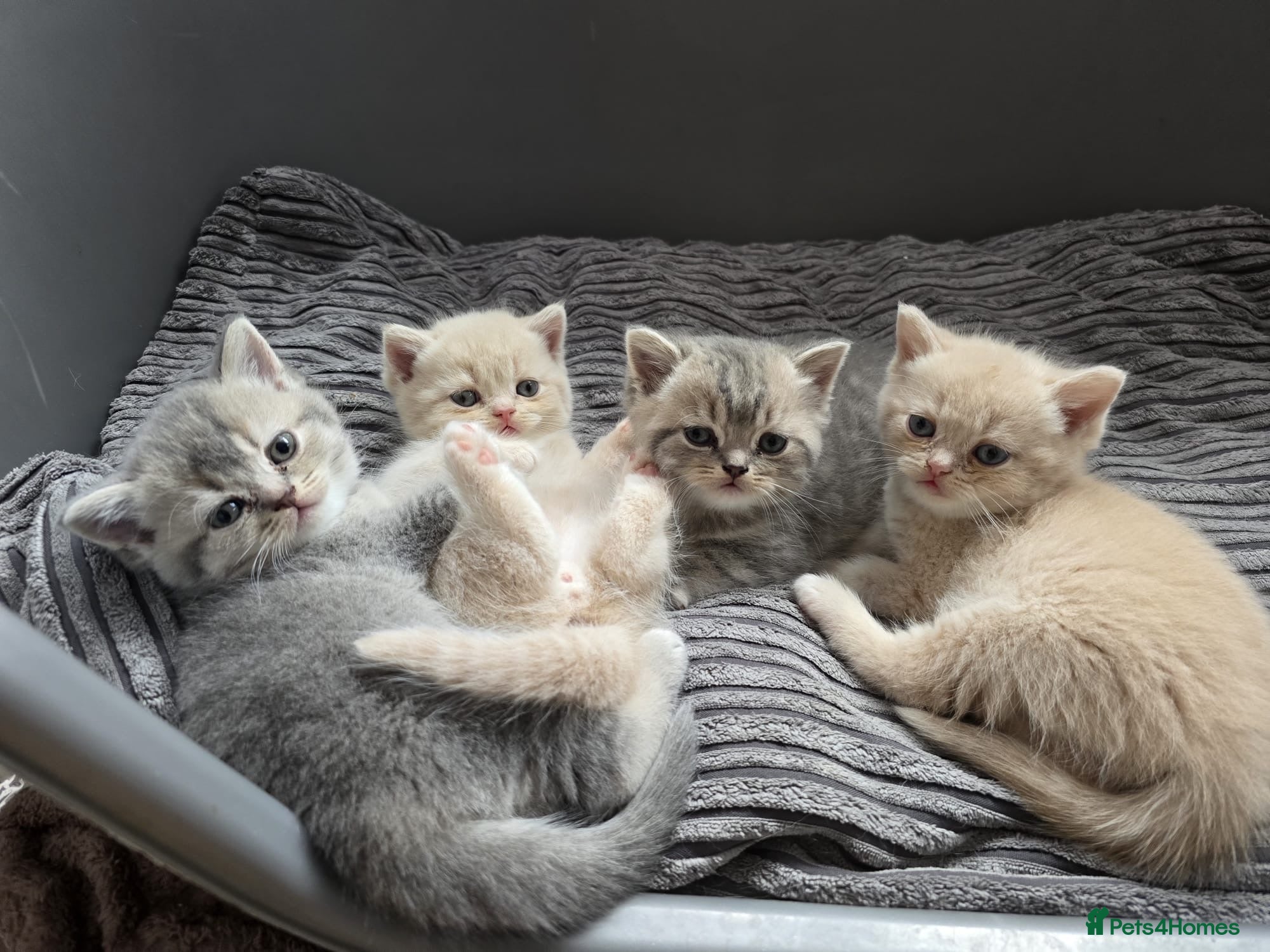 British Shorthair cats British shorthair kittens - Advert 1