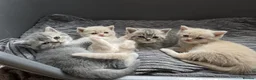 British Shorthair cats for sale: British shorthair kittens in Edinburgh - Advert 1