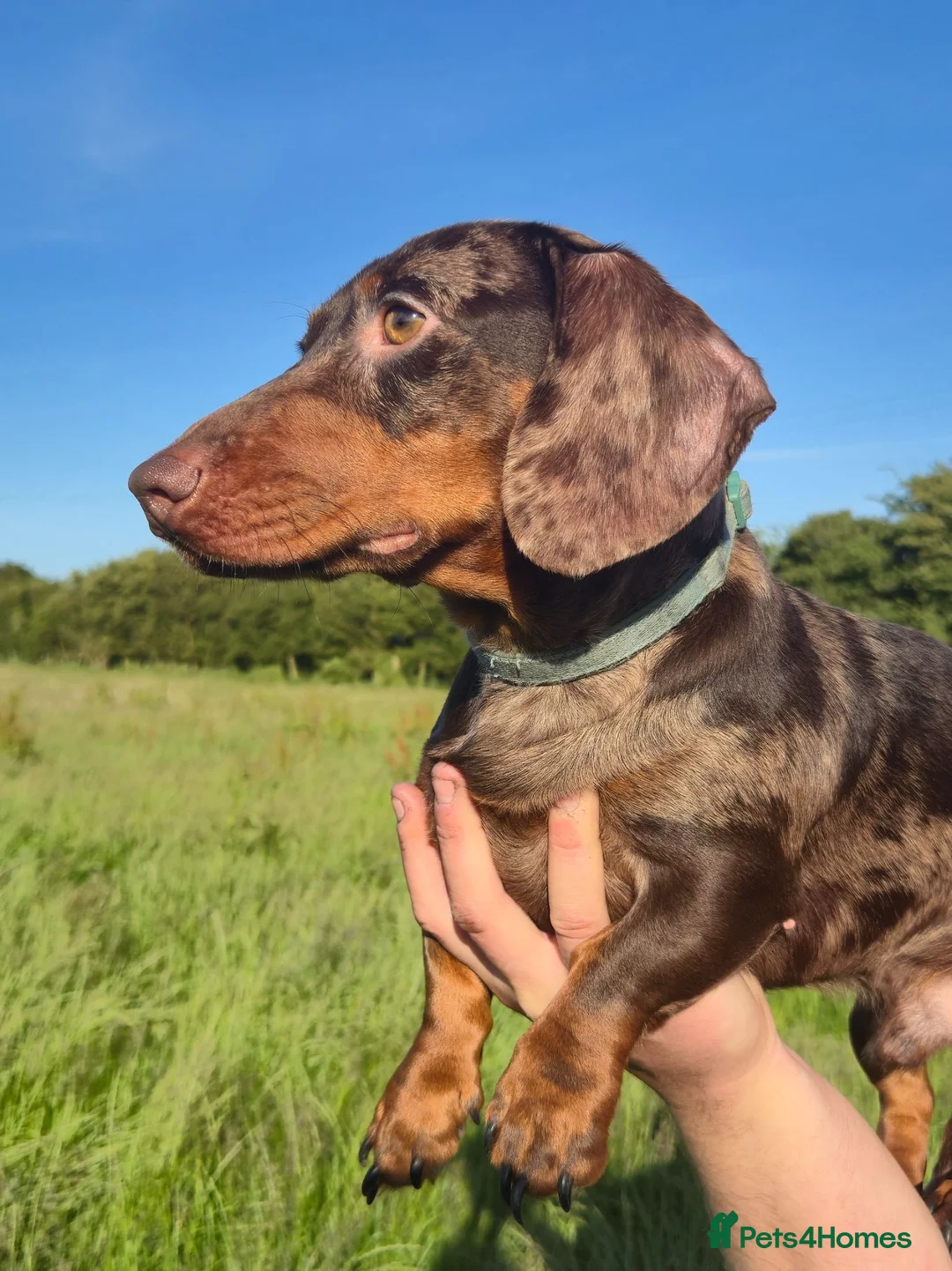 Miniature Dachshund dogs for sale: Miniature smooth haired dachshund  in Cowbridge - Advert 1
