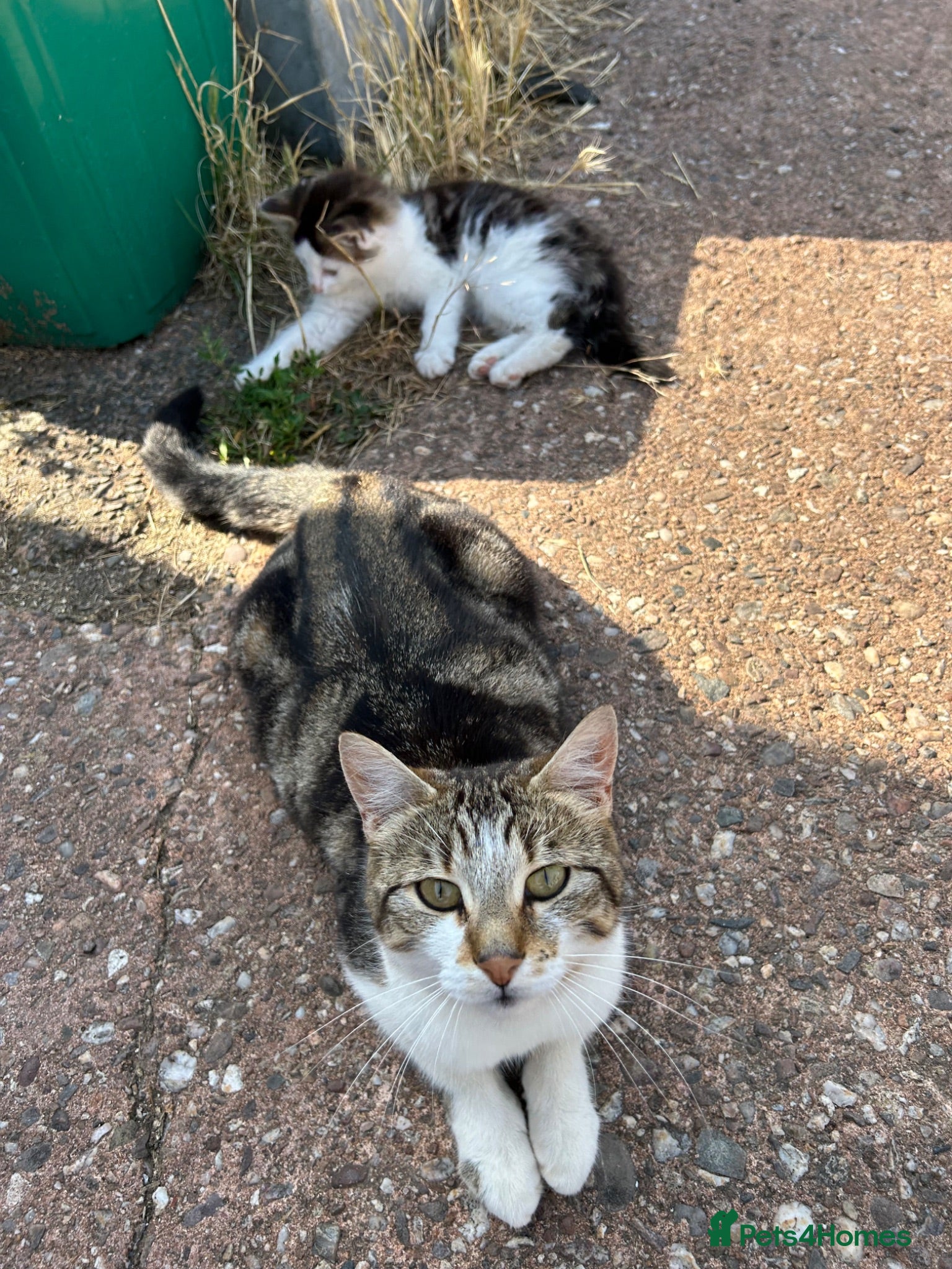 Mixed Breed cats Kittens for Sale, ready now. - Advert 2