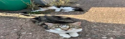 Mixed Breed cats for sale: Kittens for Sale, ready now. - Advert 1