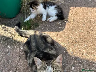 Mixed Breed cats Kittens for Sale, ready now. - Advert 2