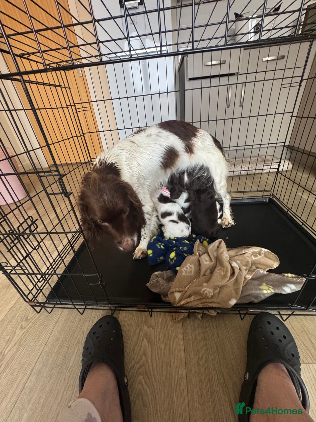 Sprocker dogs for sale: Sprocker spaniel puppy’s  - Image 2