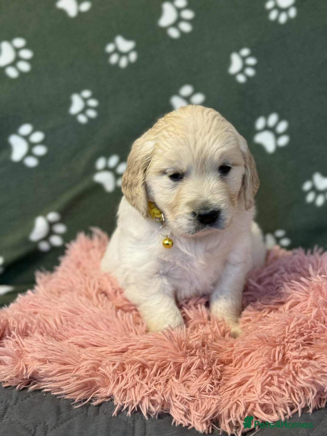 Golden Retriever dogs for sale: Stunning health tested Golden Retriever Puppies  - Advert 15