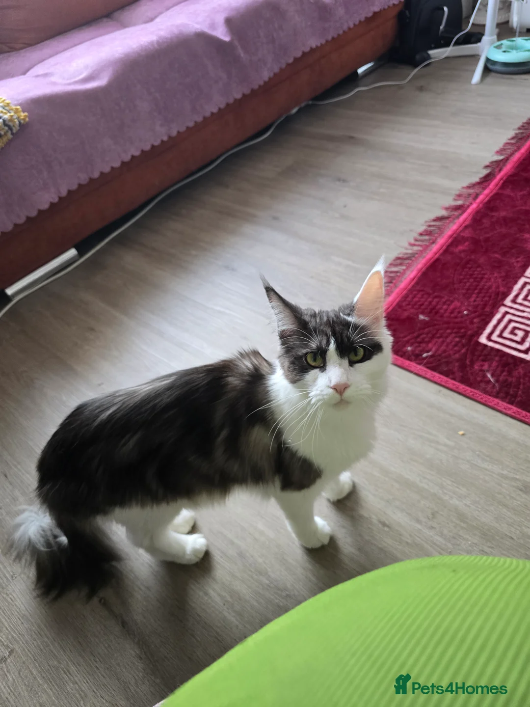 Maine Coon cats for sale: Lussi - Advert 2