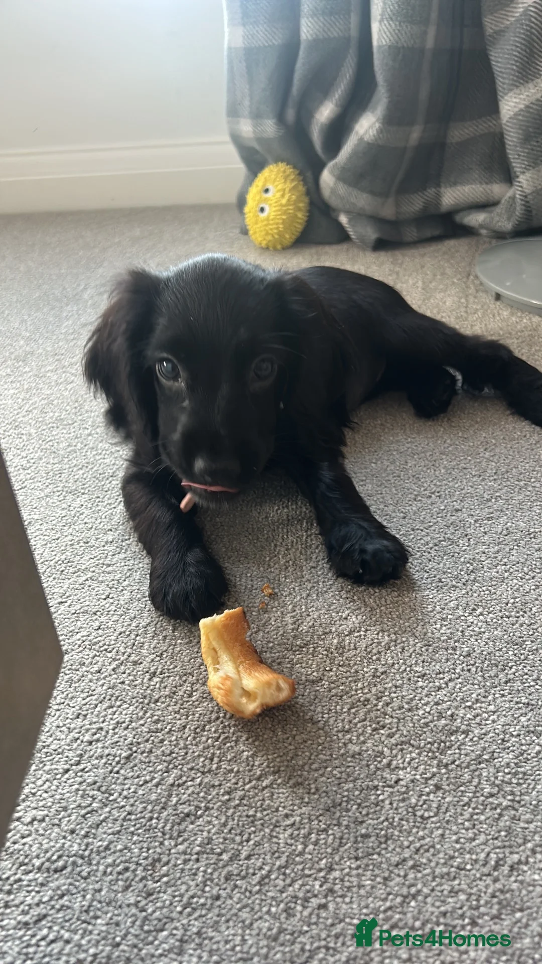 Cocker Spaniel dogs for sale: Cocker spaniel  - Advert 3