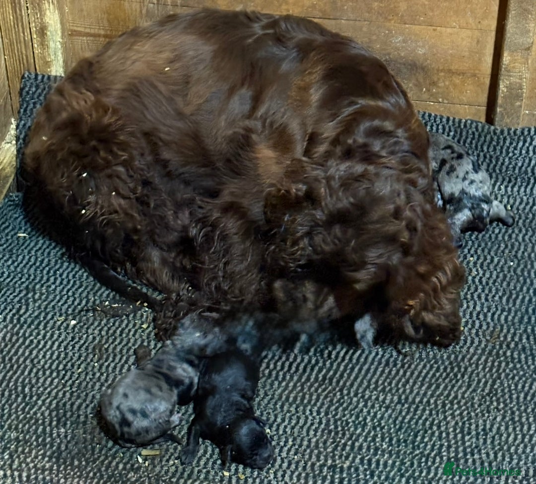 Cockapoo dogs for sale: Cockapoo puppies  - Image 5