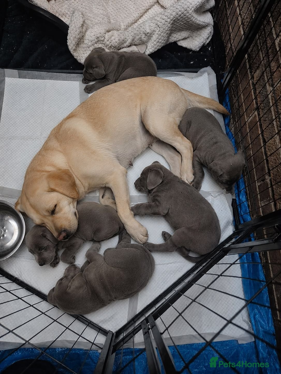 Labrador Retriever dogs Silver Labrador puppies  - Advert 7