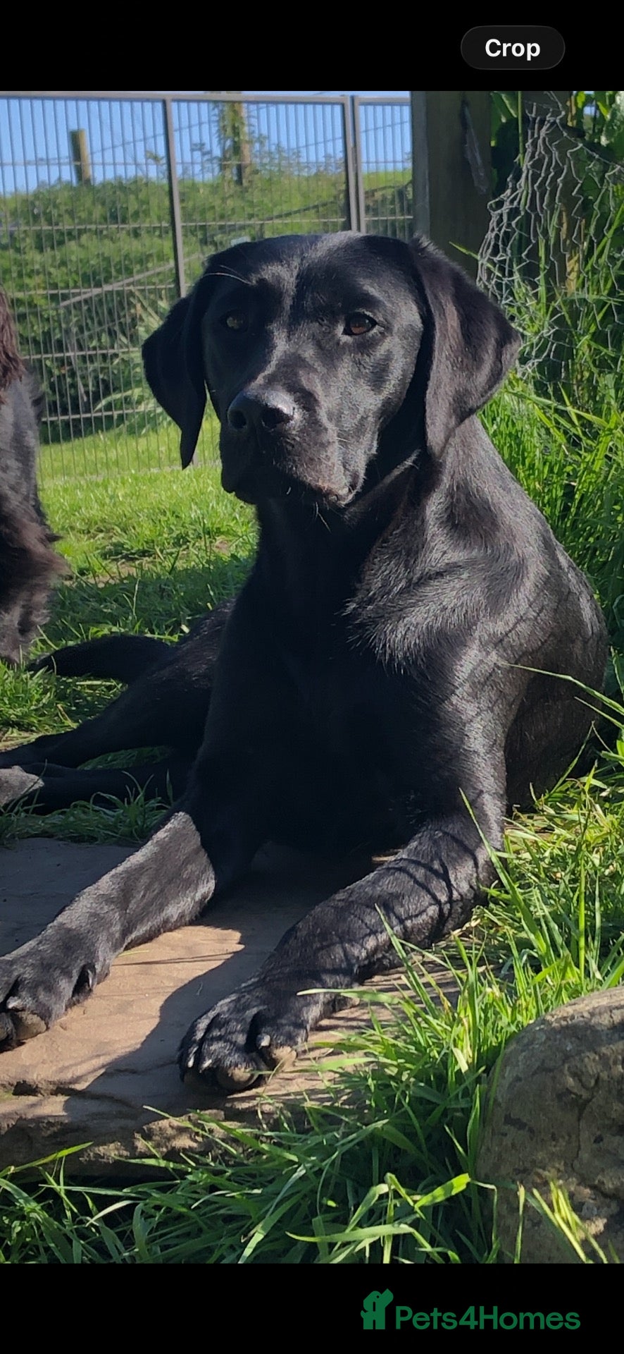 Labrador Retriever dogs  1 Quality Black Labrador Girl  - Advert 1