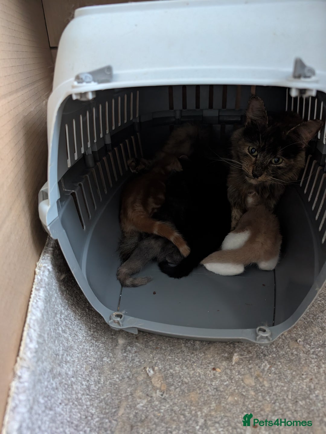 British Longhair cats for sale: 2 boys 1 ginger, 1 black,1 girl grey 🩶 - Image 5