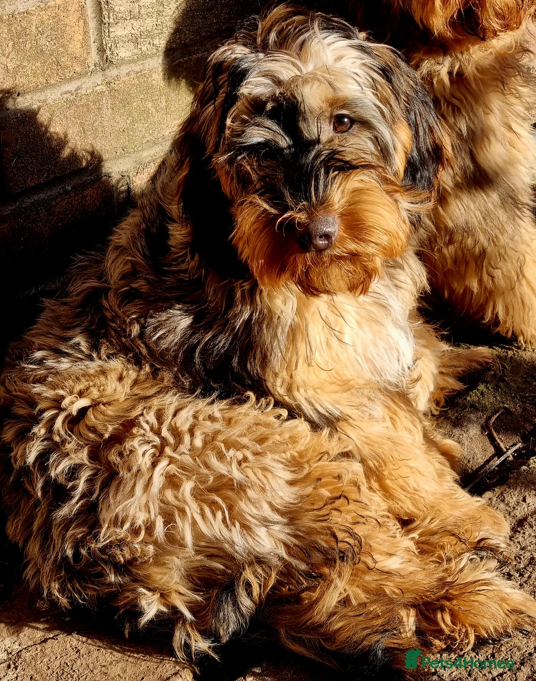 Cockapoo dogs for stud: Extensively DNA tested, experienced Sable Cockapoo in Wrexham - Advert 8