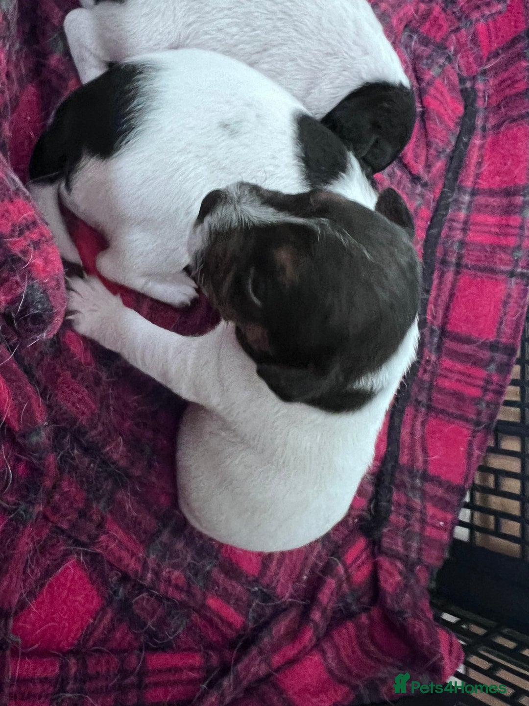 Parson Russell dogs for sale: Tricolour Paraon Russell pups - Advert 3