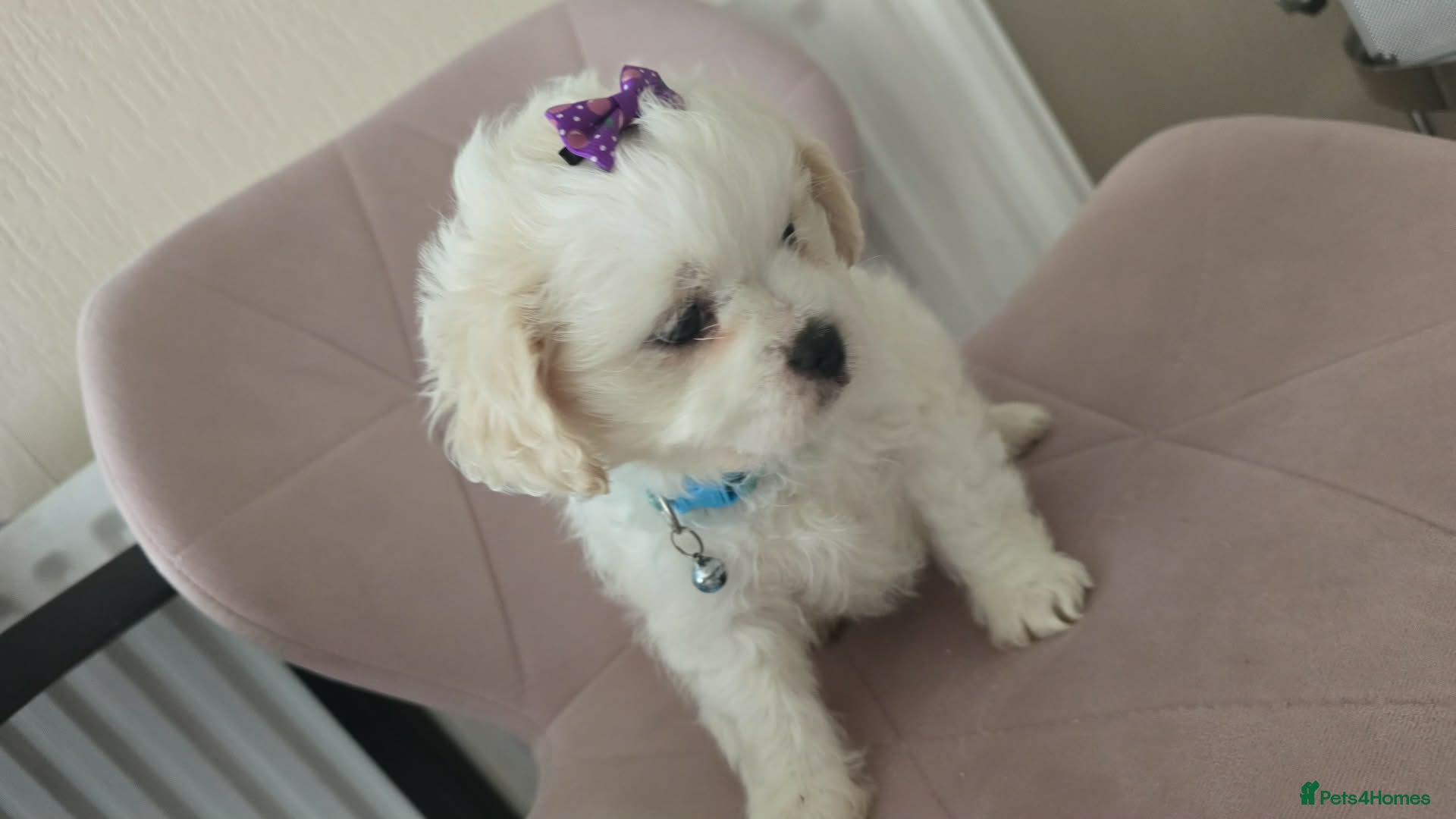 Shihpoo dogs Last little fluff boy available ❤️❤️❤️❤️❤️ - Advert 2