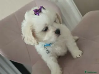 Shihpoo dogs Last little fluff boy available ❤️❤️❤️❤️❤️ - Advert 2