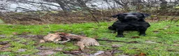 Labrador Retriever dogs for sale: Exceptional KC Labrador Puppies from Working Line  - Advert 19