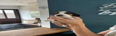 Basset Hound 3