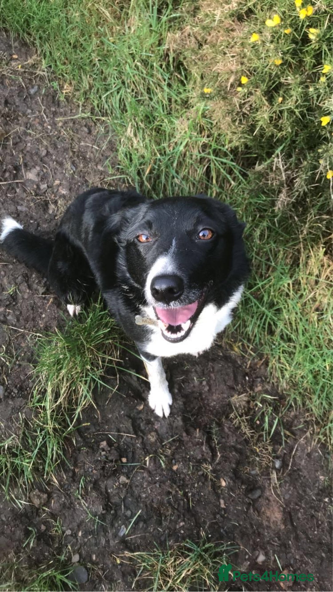 Border Collie dogs for sale: REHOMING MALI - FEMALE BORDER COLLIE - Advert 8