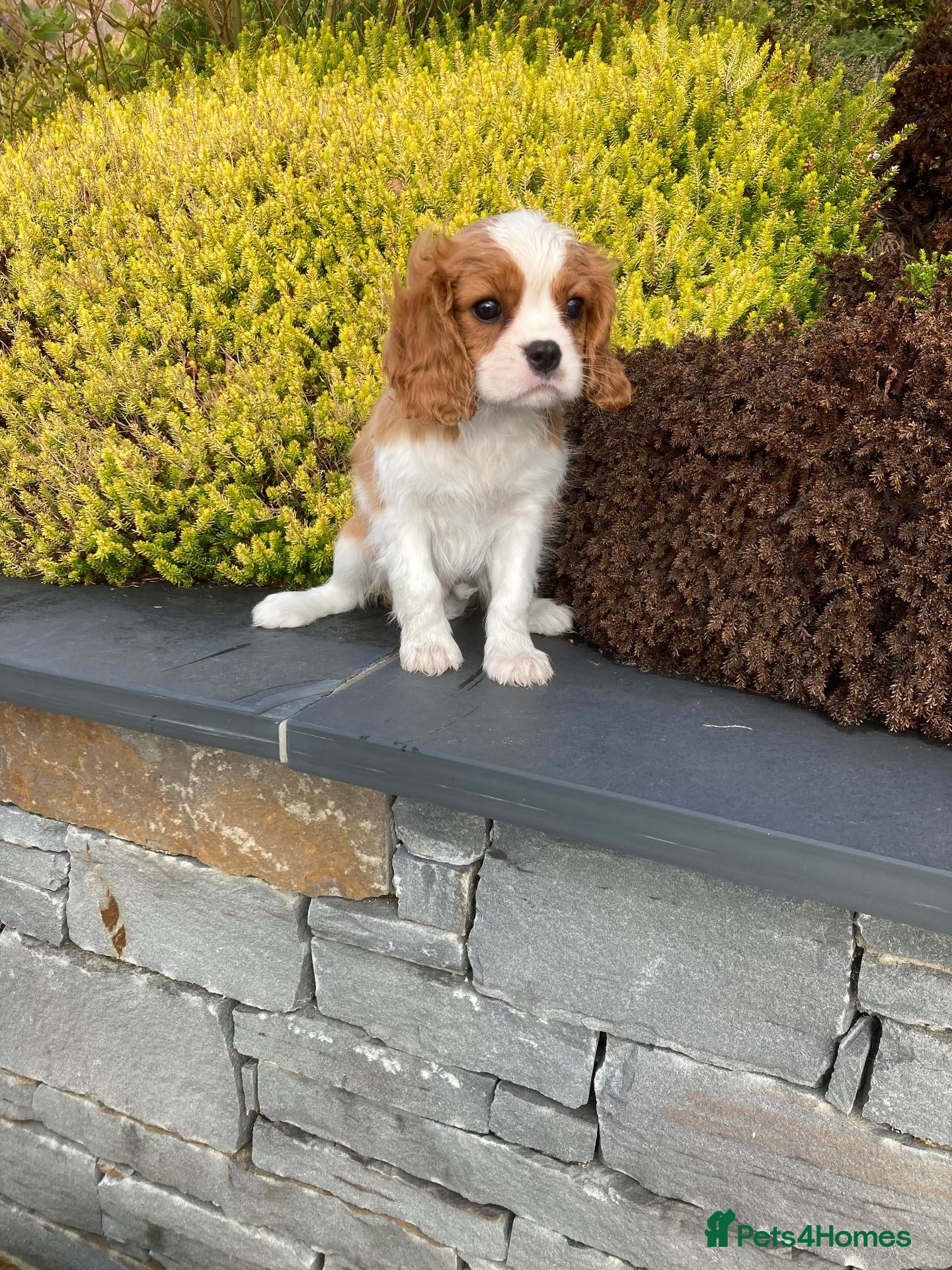 Cavalier King Charles Spaniel dogs Beautiful KC blenheim pups - health tested parents - Advert 1