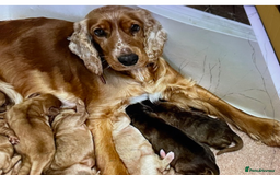 Cockapoo dogs for sale: COCKERPOOS HEALTH TESTED PARENTS - Image 11
