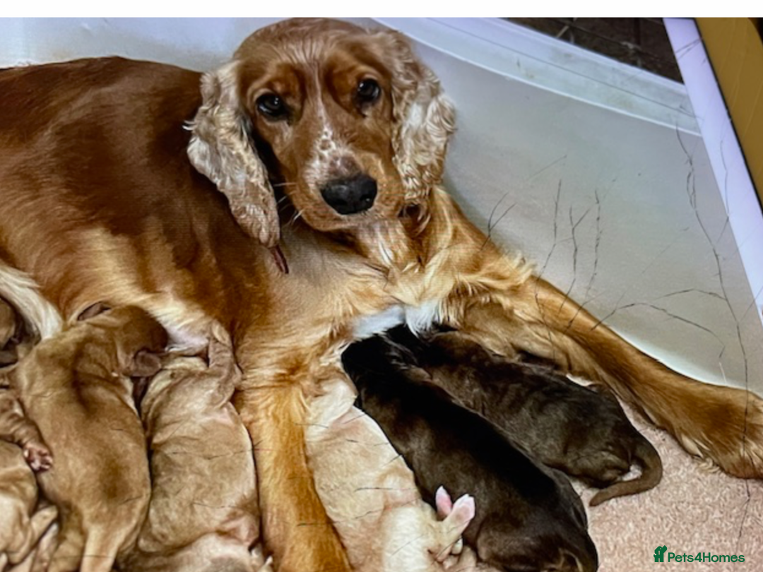 Cockapoo dogs for sale: COCKERPOOS HEALTH TESTED PARENTS - Image 11