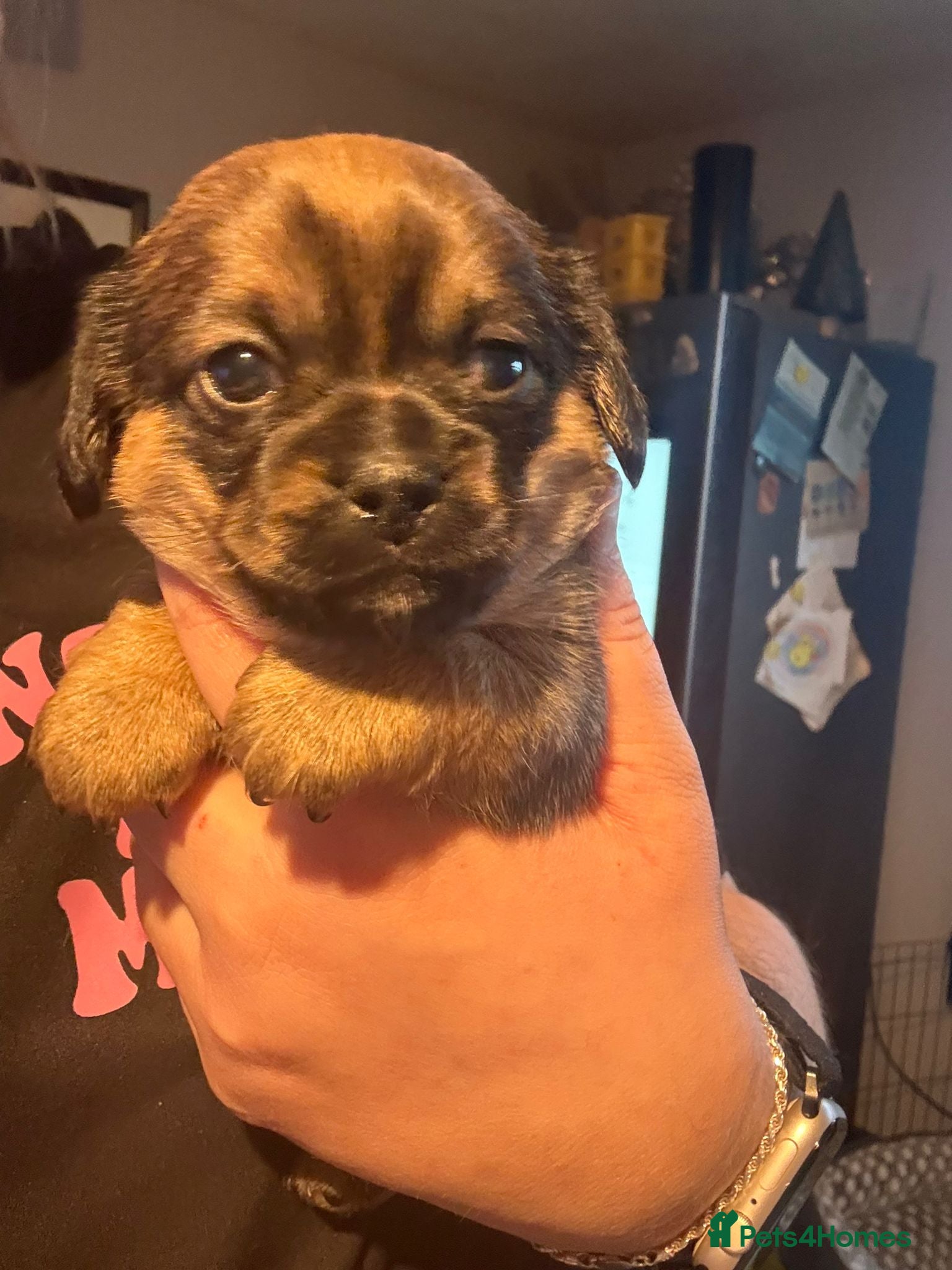 Mixed Breed dogs Dachshund x Pekingese puppy  - Advert 11