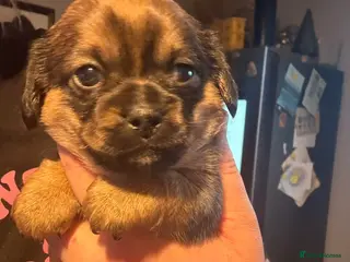 Mixed Breed dogs Dachshund x Pekingese puppy - Advert 11