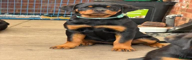 Rottweiler 1