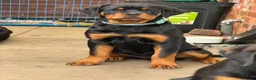 Rottweiler dogs for sale: Rottweiler girl  - Advert 2