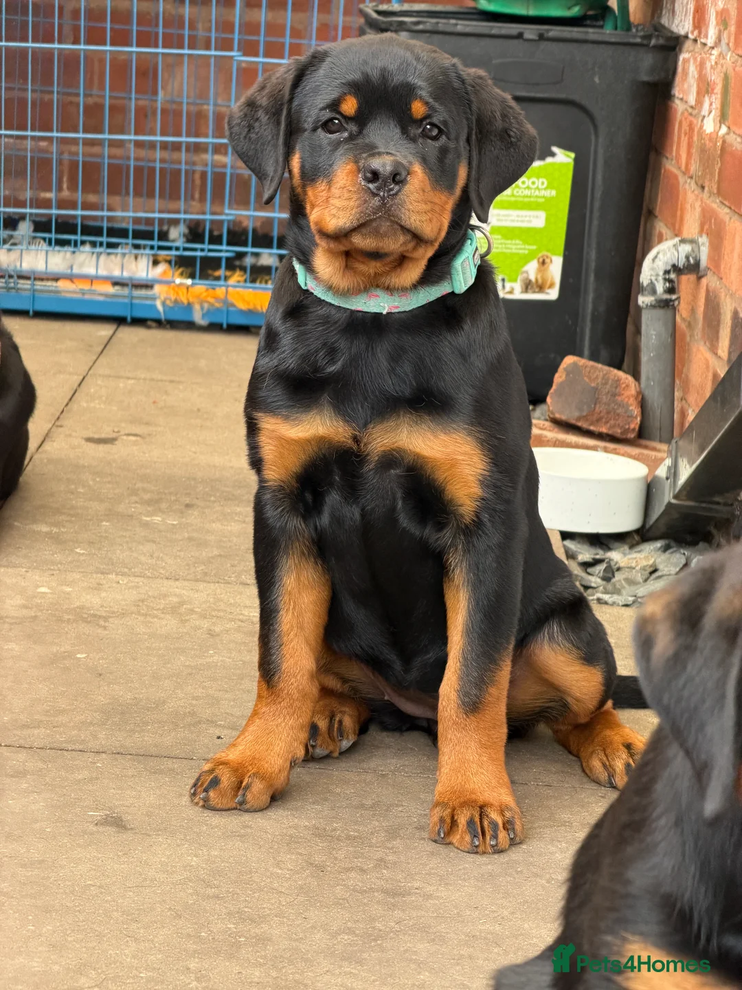 Rottweiler dogs for sale: Rottweiler girl  - Advert 2