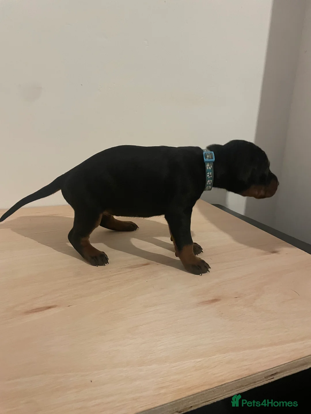Dobermann dogs for sale: dobermann pinscher - Advert 14