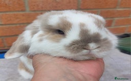 Mini Lop rabbits for sale: ☆ Orange Butterfly Doe ☆ - Image 1