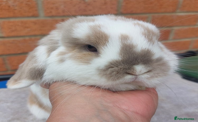 Mini Lop rabbits - Advert 10