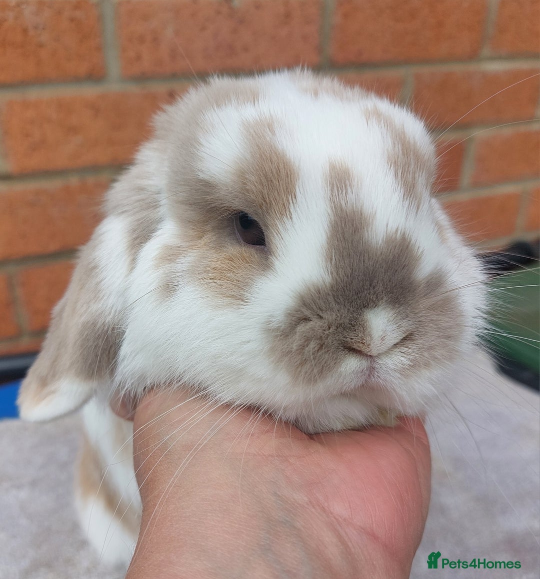 Mini Lop rabbits for sale: ☆ Orange Butterfly Doe ☆ - Image 1