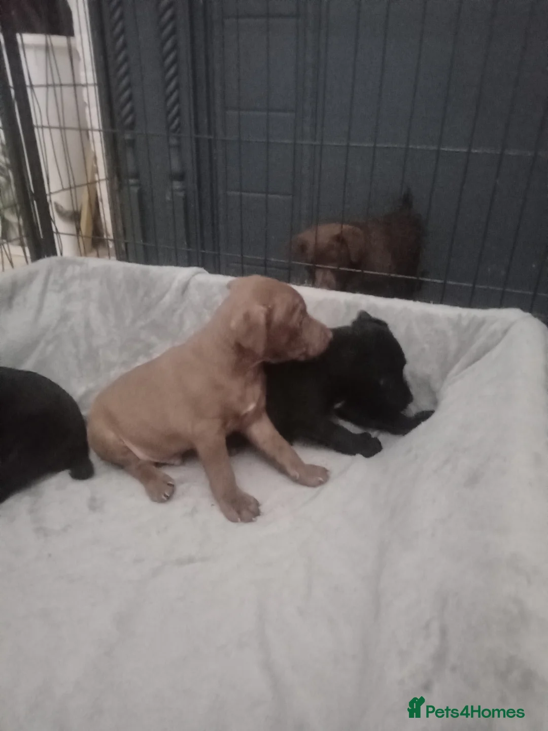 Patterdale Terrier dogs for sale: PATTERDALE PUPS FOR SALE READDY NOW  in Birkenhead - Advert 27