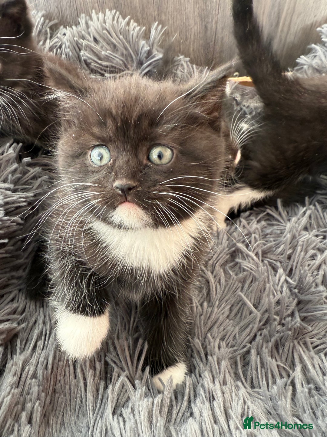 Mixed Breed cats for sale: 5 Beautiful kittens for sale  - Advert 5