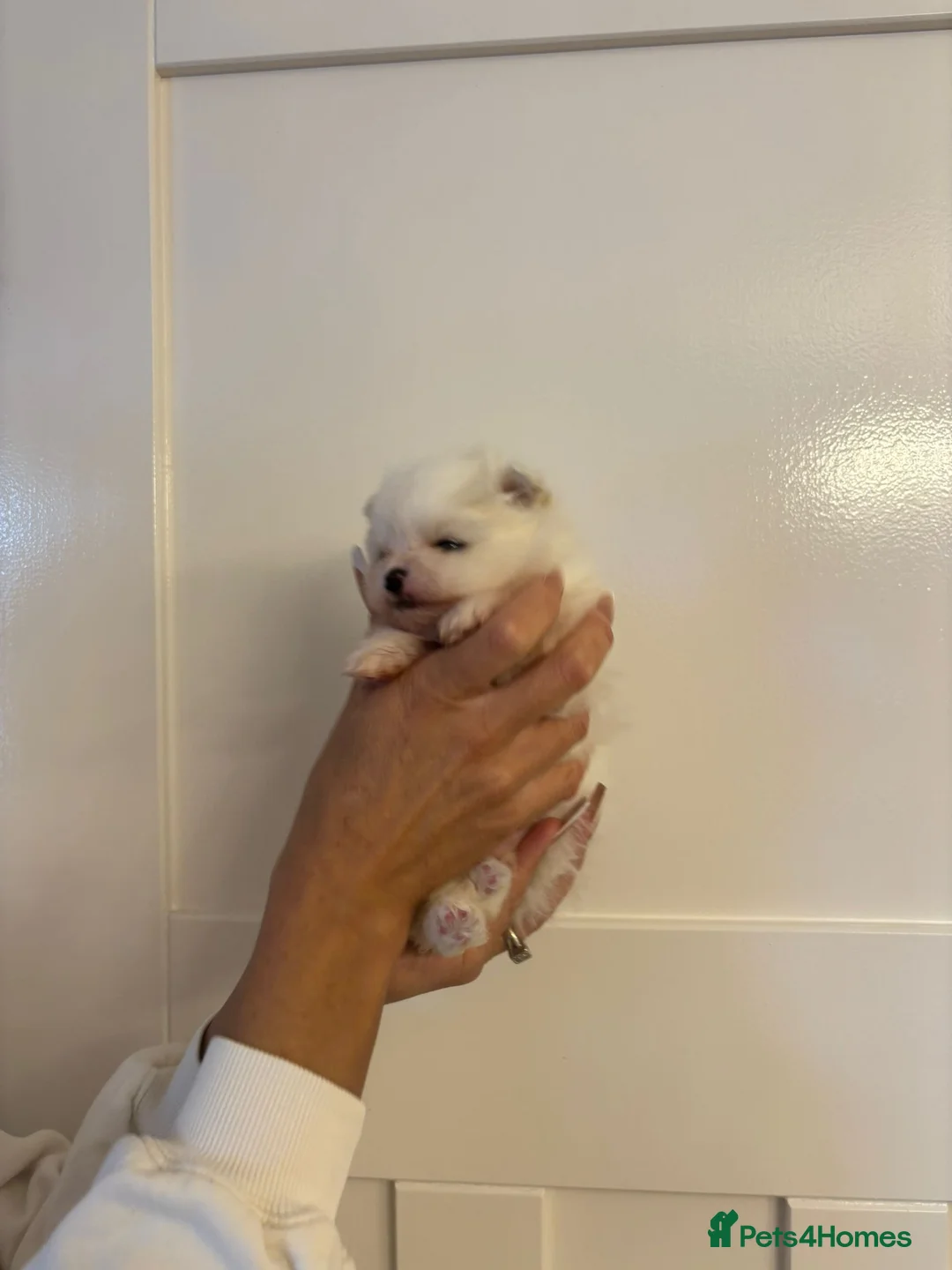 Pomeranian dogs for sale:  **  Pomeranian teddy faced male puppies - Advert 4