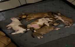 Lhasa Apso dogs for sale: 6 beautiful Lhasa apsos  - Image 2