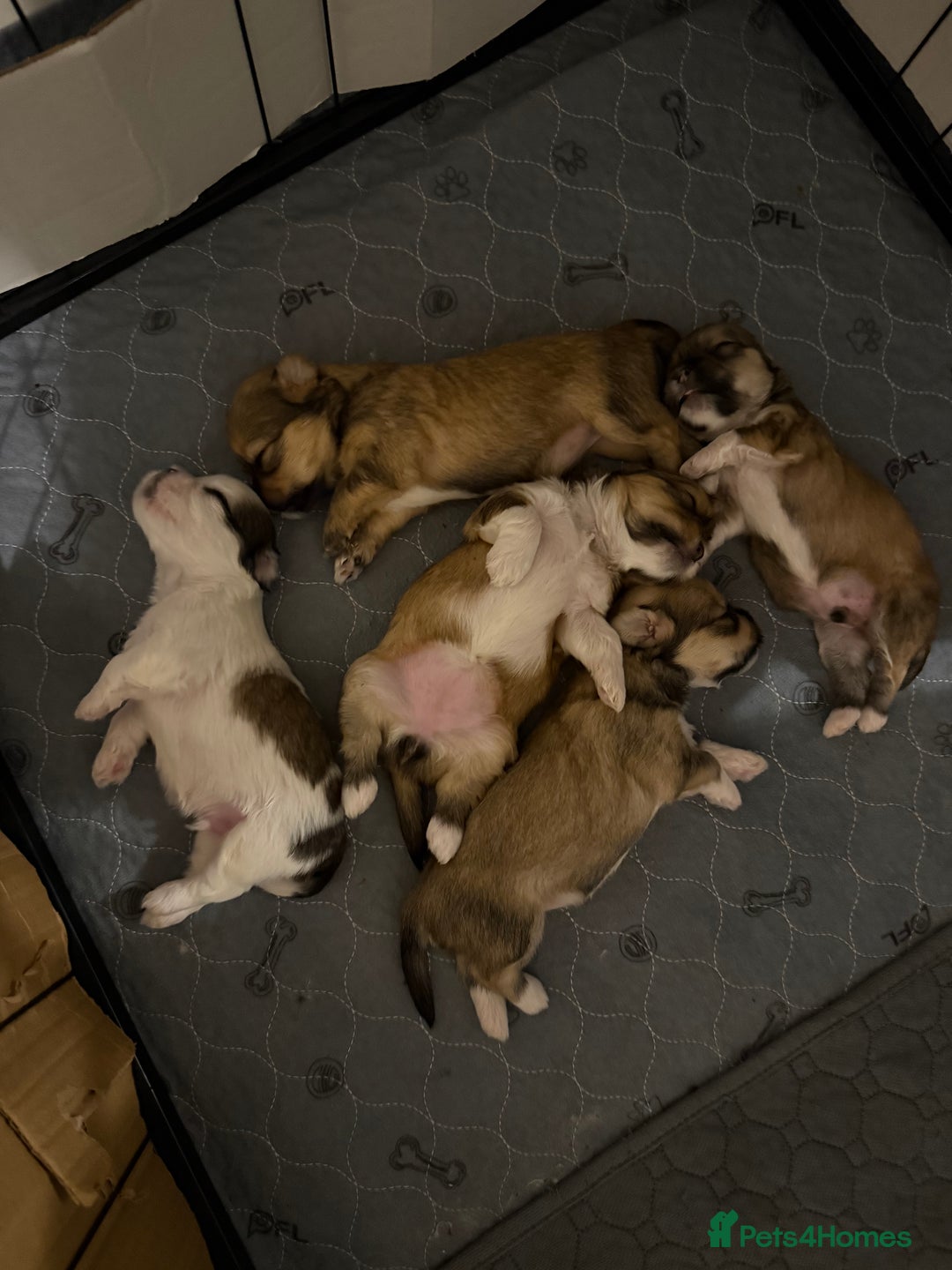Lhasa Apso dogs for sale: 6 beautiful Lhasa apsos  - Image 2