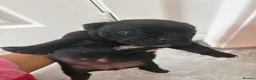 American Bully dogs for sale: **MICRO BULLY PUPPIES *** - Advert 13