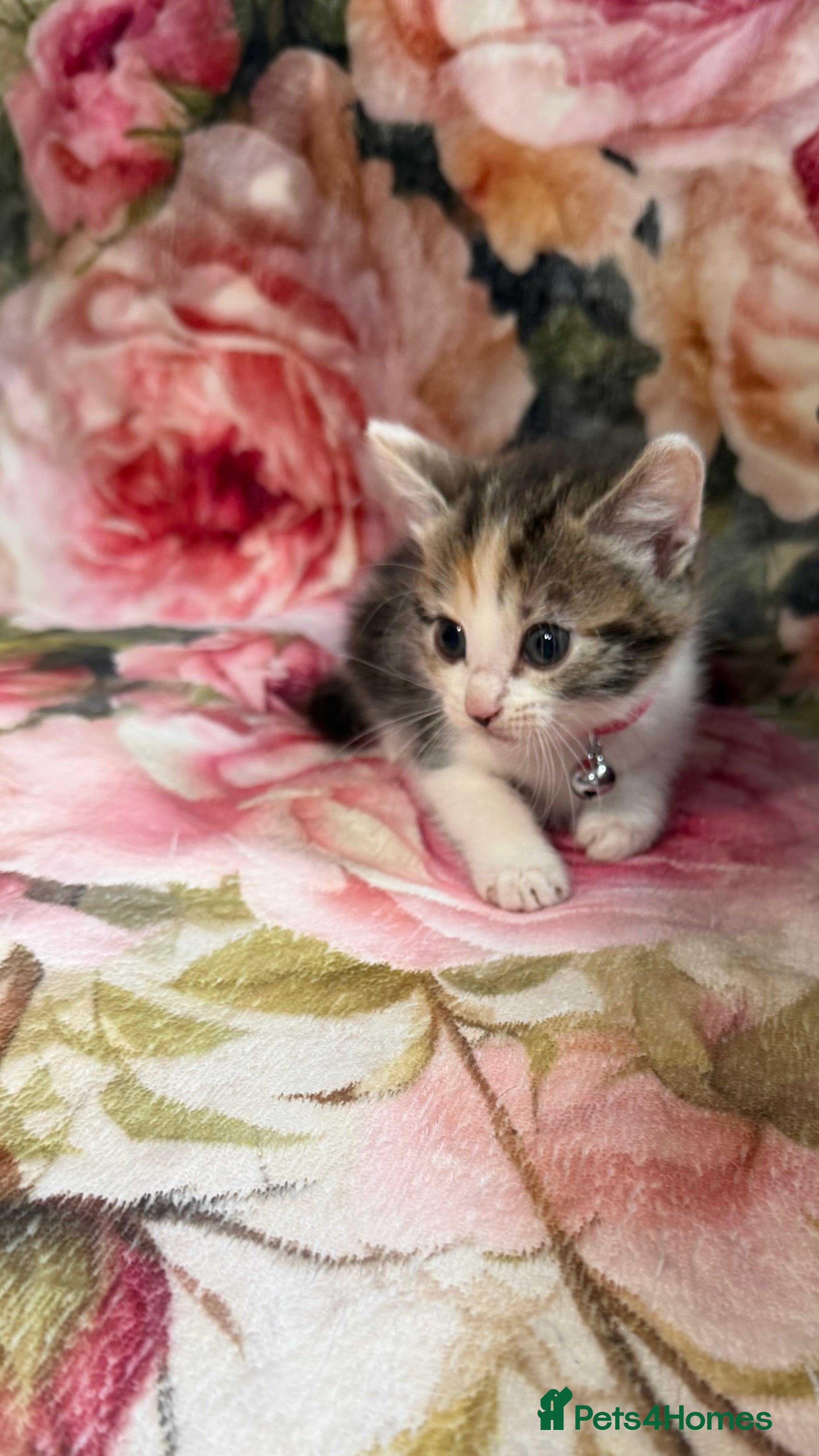 Mixed Breed cats 💗Beautiful kittens ready to reserve💗 - Advert 17