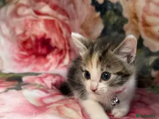 Mixed Breed cats 💗Beautiful kittens ready to reserve💗 - Advert 17