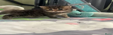 Tabby