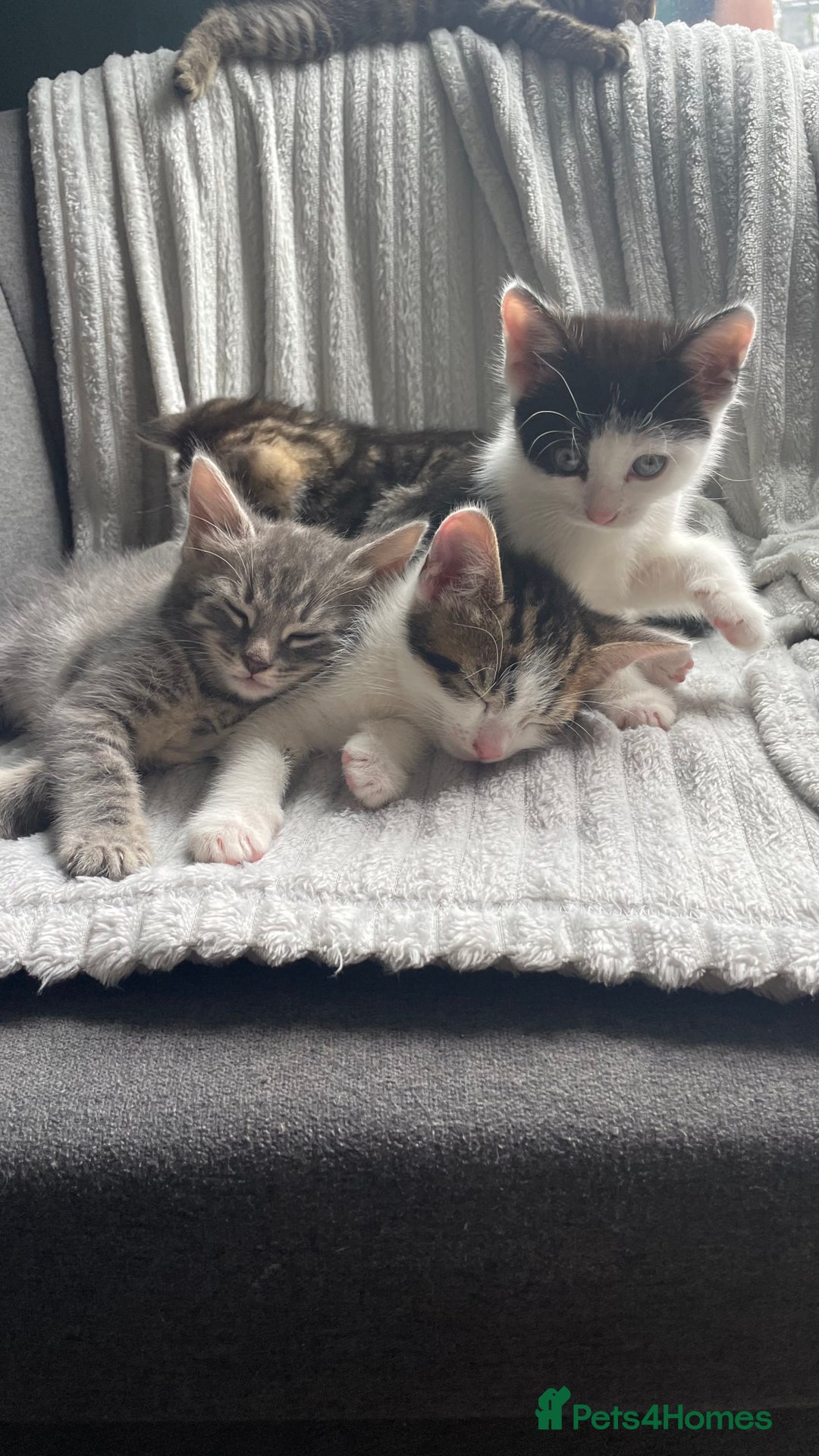 Mixed Breed cats for sale: Tabby kittens for sale - Image 12