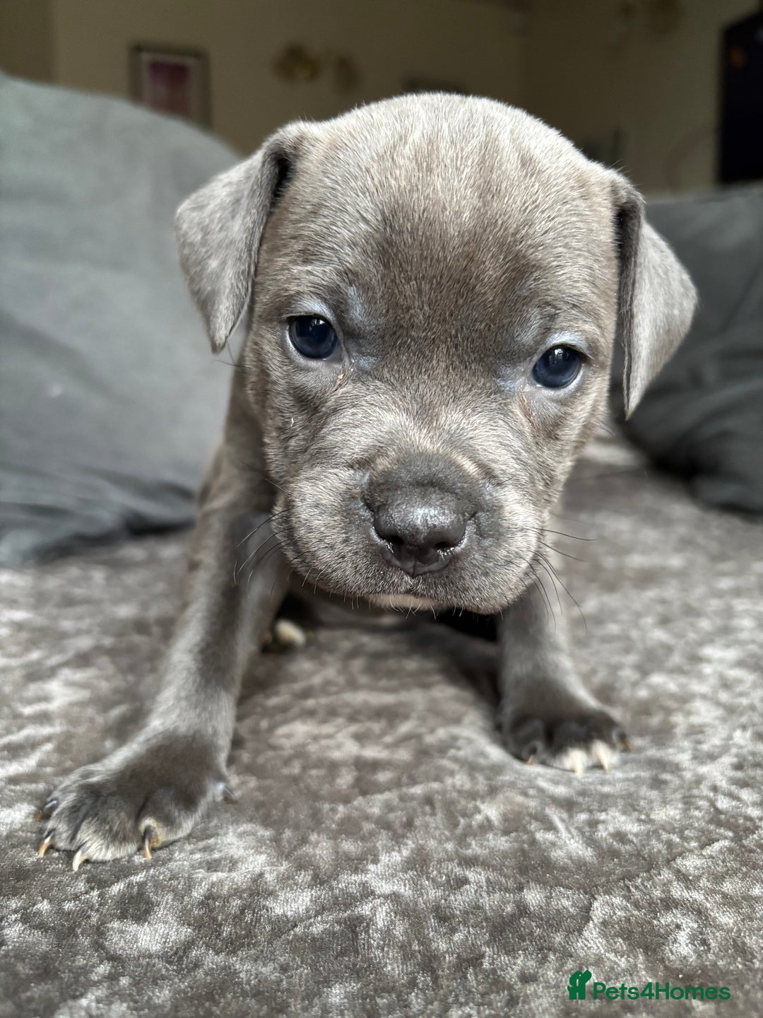 Staffordshire Bull Terrier dogs for sale: Quality Blue Health Tested  - Advert 35