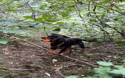 Rottweiler dogs for sale: Siblings Rottweiler boy & girl  - Image 9