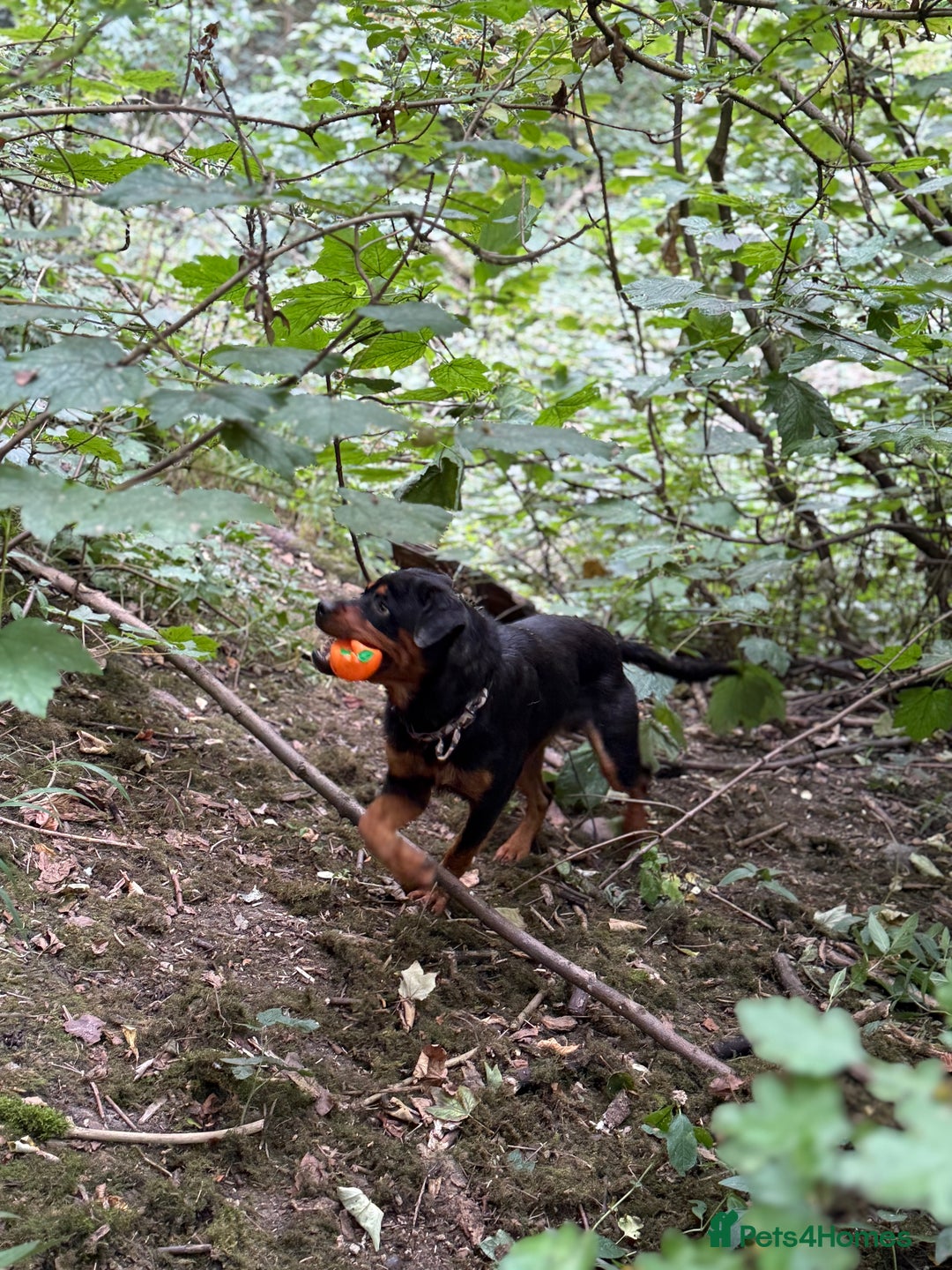 Rottweiler dogs for sale: Siblings Rottweiler boy & girl  - Image 9