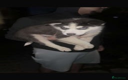 Siberian Husky dogs for sale: Adorable Black & Brown Husky Puppies –Great Price! - Image 9