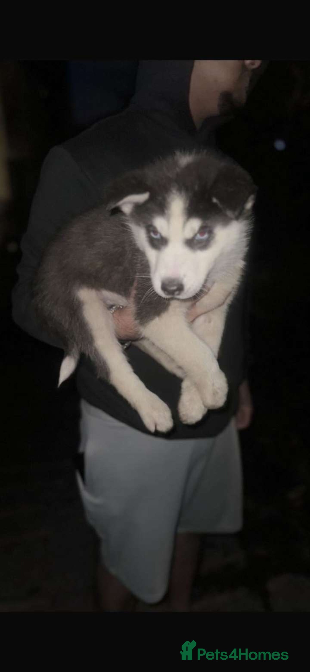 Siberian Husky dogs for sale: Adorable Black & Brown Husky Puppies –Great Price! - Image 9