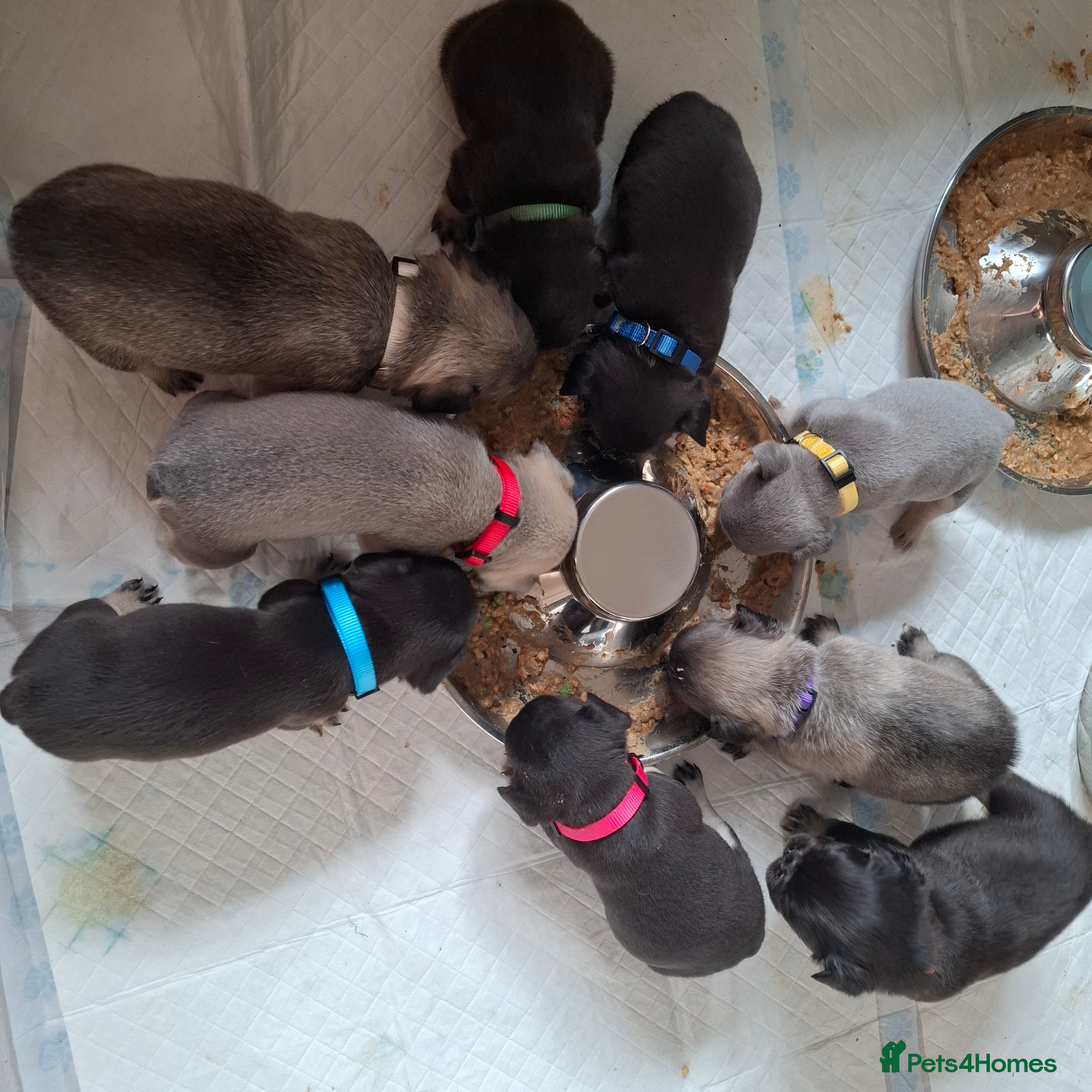 French Bulldog dogs Exotic coloured visual fluffy frenchies  - Advert 6